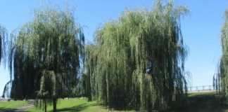 Parcurile din județ au fost redeschise publicului! Spațiile de joacă, încă închise!