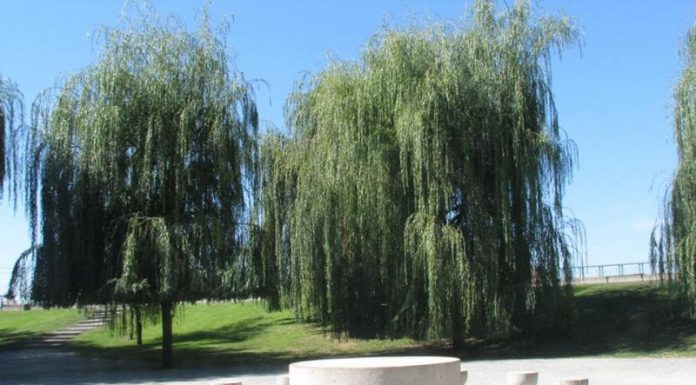 Parcurile din județ au fost redeschise publicului! Spațiile de joacă, încă închise!