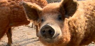 Nici un gorjean nu mai crește porci rasa Mangalița!