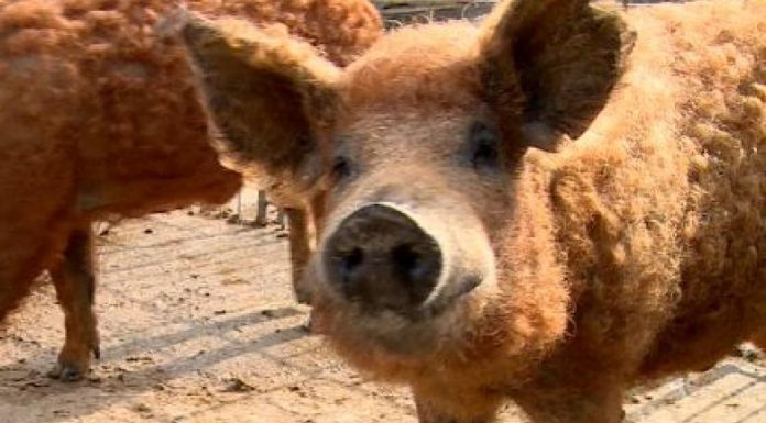 Nici un gorjean nu mai crește porci rasa Mangalița!