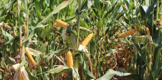Agricultura pe înțelesul tuturor – Fertilizarea corectă a porumbului