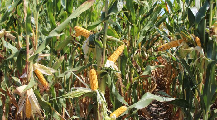 Agricultura pe înțelesul tuturor – Fertilizarea corectă a porumbului