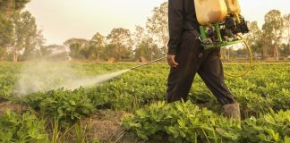Agricultura pe înțelesul tuturor – Protecția fitosanitară a legumelor