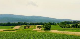 S-au aprobat plafoanele alocate măsurilor de sprijin cuplat în sectorul vegetal