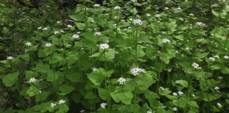 Usturoița (Alliaria Officinalis) – beneficii și proprietăți