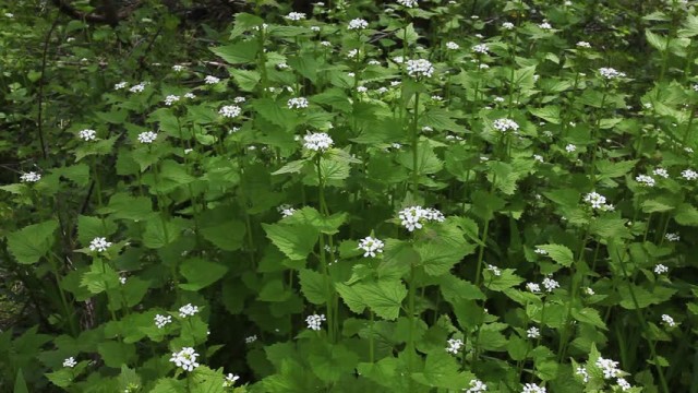 usturoita-alliaria-petiolata_7740179