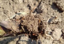 Agricultura pe înțelesul tuturor – O problemă serioasă – viermii sârmă