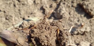 Agricultura pe înțelesul tuturor – O problemă serioasă – viermii sârmă