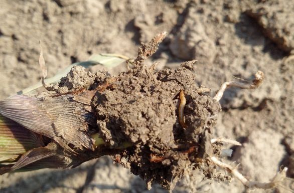 Agricultura pe înțelesul tuturor – O problemă serioasă – viermii sârmă