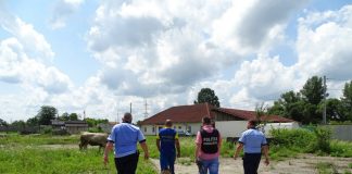 Hoț prins cu ajutorul câinelui de urmă