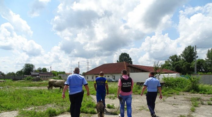 Hoț prins cu ajutorul câinelui de urmă