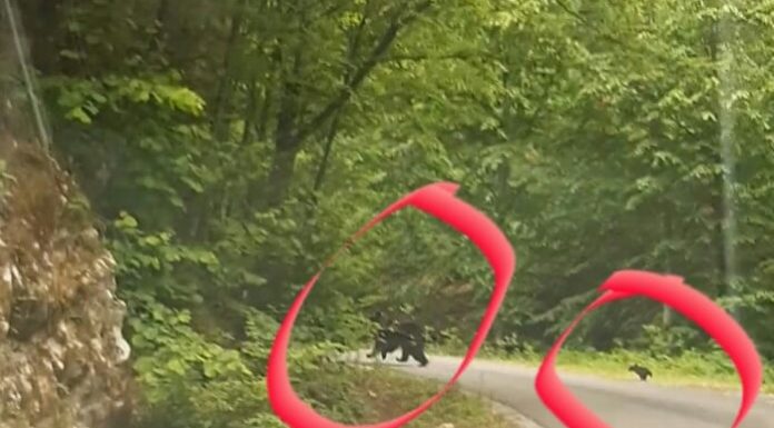 VIDEO: Jandarmii din Runcu s-au întâlnit cu o ursoaică și doi pui, pe Valea Susenilor