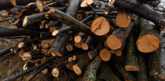 Pădurar reținut în urma unei percheziții