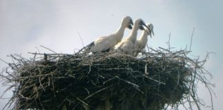 Cu toată pandemia din acest an – „Juniorii” se antrenează