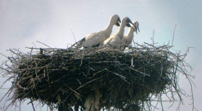 Cu toată pandemia din acest an – „Juniorii” se antrenează