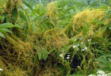 Agricultura pe înțelesul tuturor – Cuscuta – o buruiană problemă de sute de ani