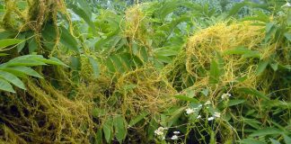 Agricultura pe înțelesul tuturor – Cuscuta – o buruiană problemă de sute de ani