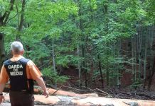 Societate ce exploata masă lemnoasă, la Schela, amendată cu 8.000 de lei