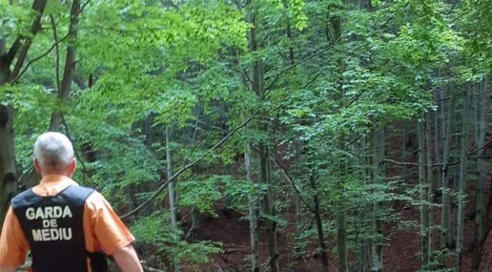 Societate ce exploata masă lemnoasă, la Schela, amendată cu 8.000 de lei