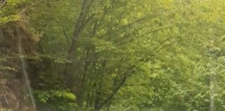 O ursoaică și doi pui, surprinși de jandarmii din Runcu, pe mijlocul drumului