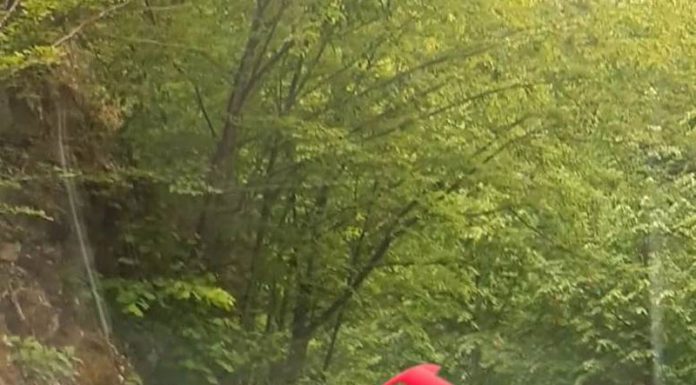 O ursoaică și doi pui, surprinși de jandarmii din Runcu, pe mijlocul drumului