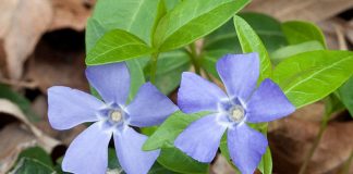 Saschiul (Vinca minor) – beneficii și proprietăți
