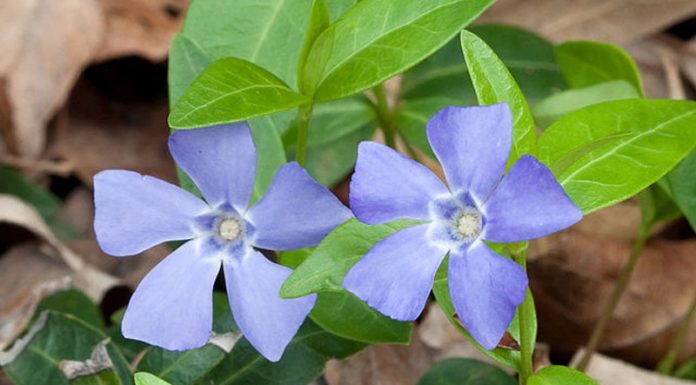 Saschiul (Vinca minor) – beneficii și proprietăți