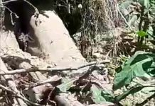 Video: Prăpăd la Sâmbotin! Arbori smulși din rădăcini de pe un versant de lângă sat