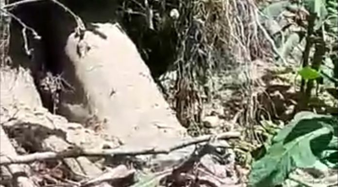 Video: Prăpăd la Sâmbotin! Arbori smulși din rădăcini de pe un versant de lângă sat