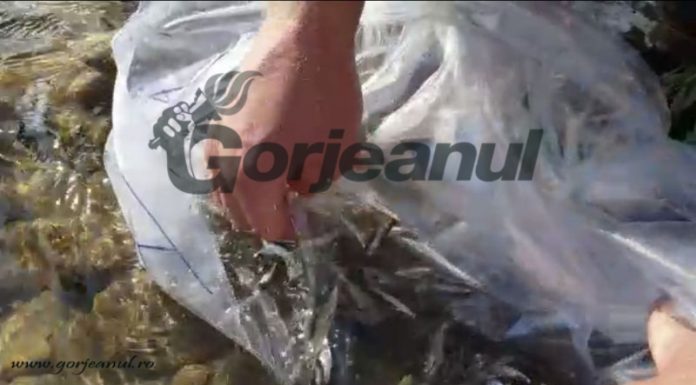 Avat, peștele readus pe Jiu după o jumătate de secol