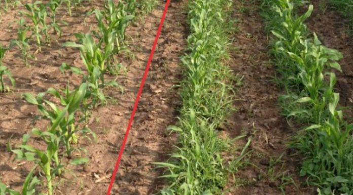 Agricultura pe înțelesul tuturor – Va fi vară secetoasă