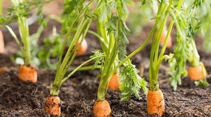 Agricultura pe înțelesul tuturor – Protecția fitosanitară a legumelor rădăcinoase