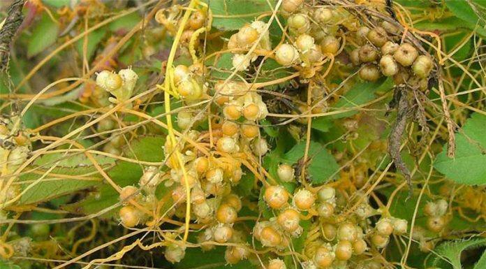 Agricultura pe înțelesul tuturor – Cuscuta – o buruiană problemă de sute de ani