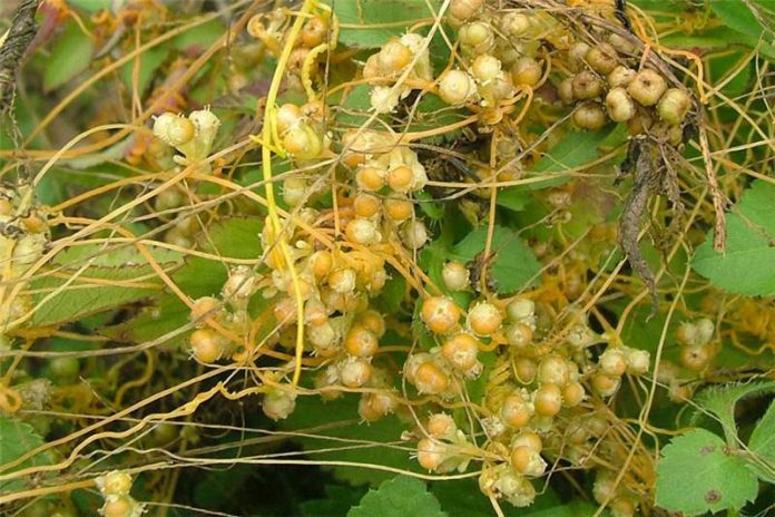 cuscuta_campestris23