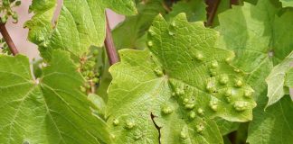 Dăunătorii viţei de vie -1-