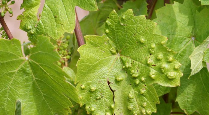 Dăunătorii viţei de vie -1-