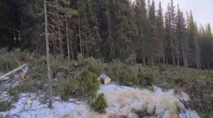 Video: Ministerul Mediului, Apelor și Pădurilor a pierdut pădurea tăiată din Rânca!