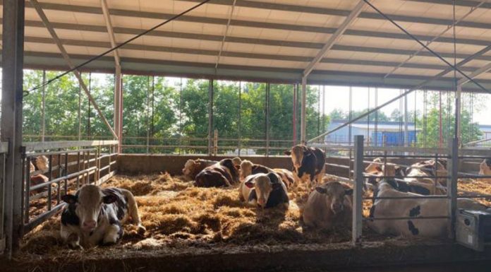 Fermierii din Federația Pro Agro îi solicită lui Iohannis să nu promulge ,,Legea mirosurilor”