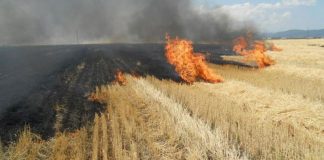 Fermierii gorjeni care ard miriștile rămân fără fondurile de la APIA