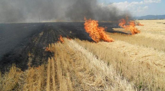 Fermierii gorjeni care ard miriștile rămân fără fondurile de la APIA
