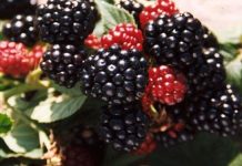 Murul (Rubus fruticosus) – beneficii şi proprietăţi