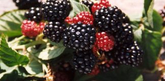 Murul (Rubus fruticosus) – beneficii şi proprietăţi