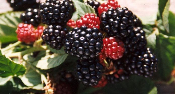Murul (Rubus fruticosus) – beneficii şi proprietăţi