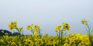 Muştarul (Brassicaceae alba/nigra/juncea) – beneficii şi proprietăţi