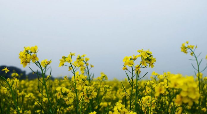 Muştarul (Brassicaceae alba/nigra/juncea) – beneficii şi proprietăţi