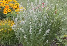 Cătușnica (Nepeta cataria) – beneficii și proprietăți