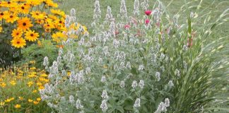 Cătușnica (Nepeta cataria) – beneficii și proprietăți