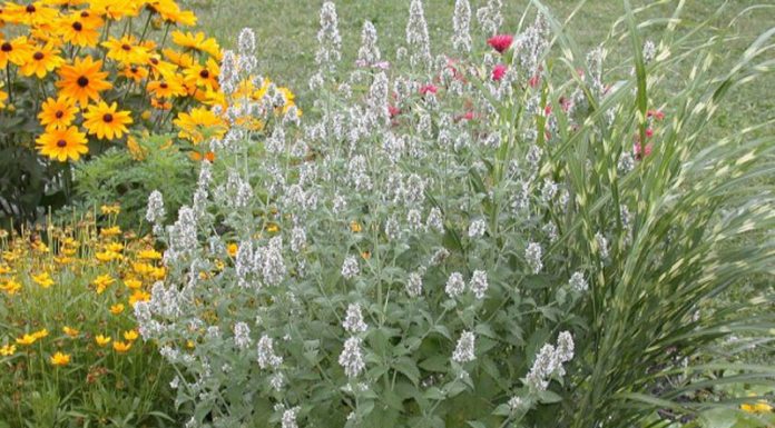 Cătușnica (Nepeta cataria) – beneficii și proprietăți
