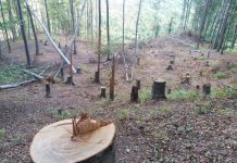 IPJ Gorj a lansat campania ,,SPUNE STOP TĂIERILOR ILEGALE”