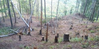 IPJ Gorj a lansat campania ,,SPUNE STOP TĂIERILOR ILEGALE”